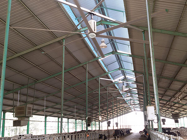 奶牛場(chǎng)工業(yè)大風(fēng)扇